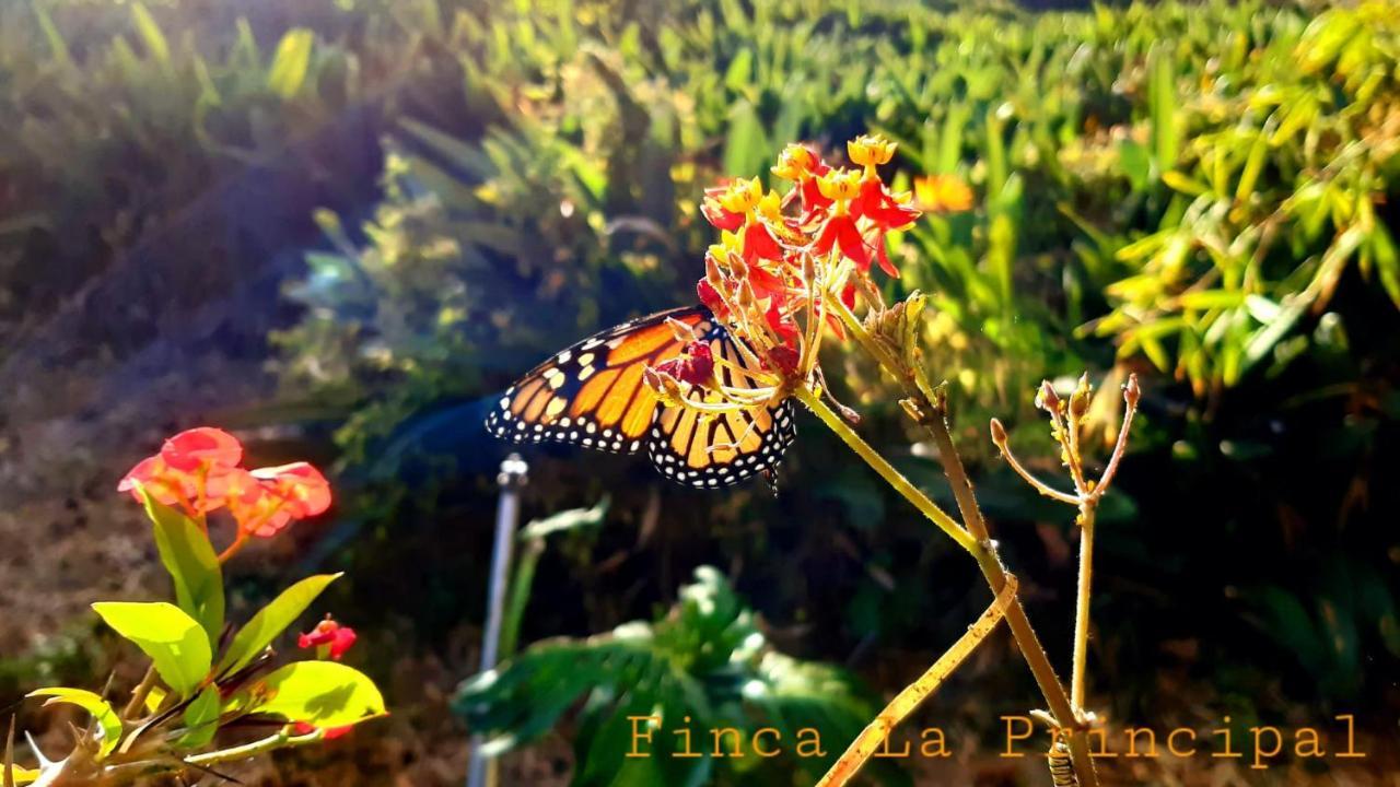 Finca La Principal Breña Alta Eksteriør bilde