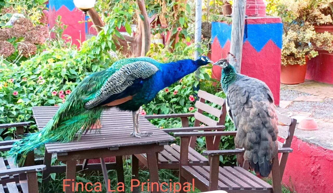Finca La Principal Breña Alta Eksteriør bilde